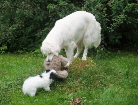 Sissin rohkea anastusyritys pehmolelun saamiseksi.